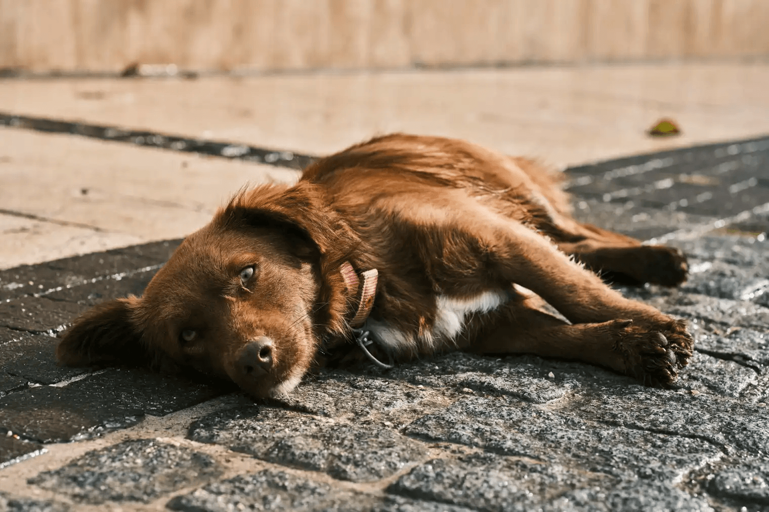 What to do if a dog has heat exhaustion: Dog care guide