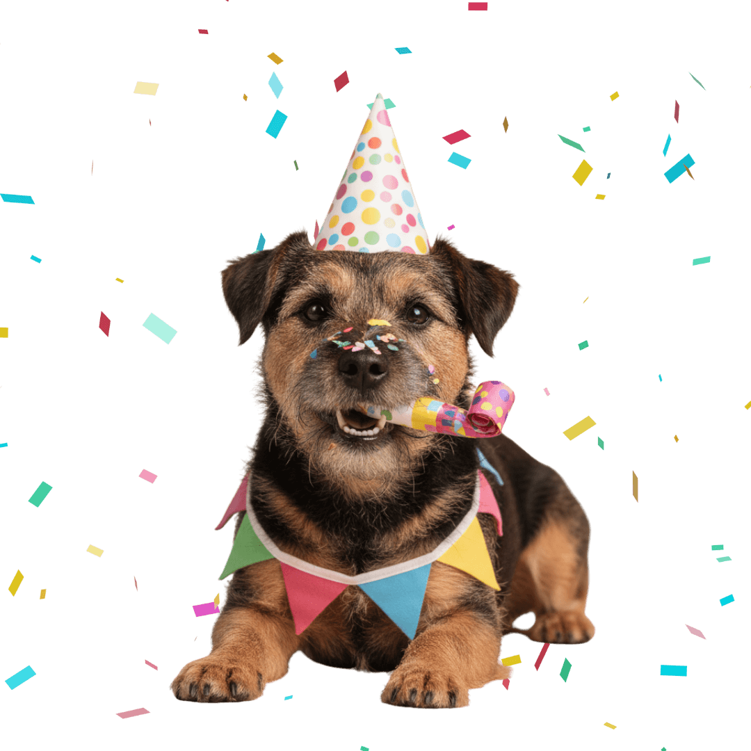 Happy dog with party hat
